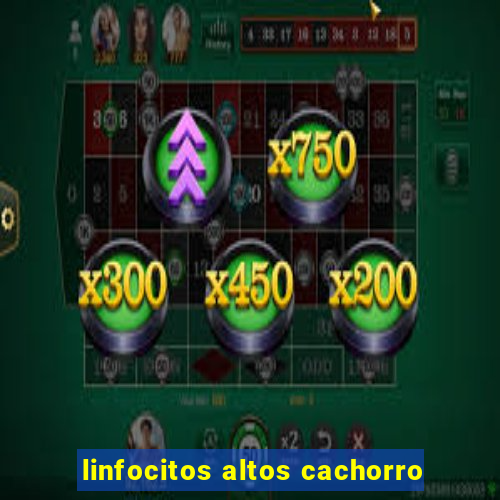 linfocitos altos cachorro